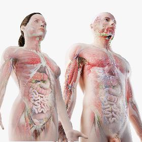 3D Full Male And Female Anatomy Set (Cinema Rigged) model